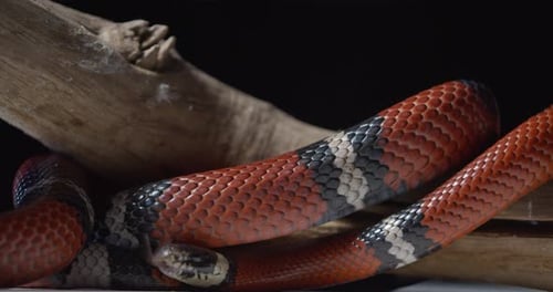 Serpent de corail sur une branche d'arbre, gros plan, de la peau écailleuse colorée