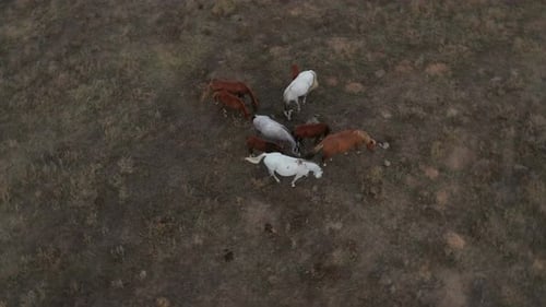 Aerial View of Horses Grazing in Rural Field