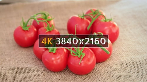 Fresh Red Tomatoes on the Vine on Burlap