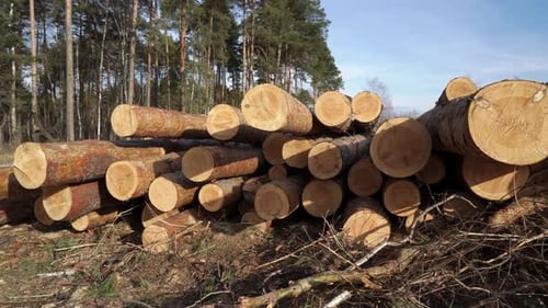 Countryside Landscape with a Stack of Felled Pine Trunks Lying in the Spruce Forest at a Summer Day