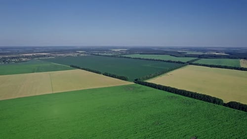 Rangées de jeunes plants de tournesol verts dans le champ