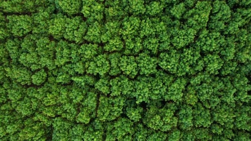 4K Luftaufnahme über einen Gummibaum. Gummiplantage. Drohnenansicht des Naturhintergrunds