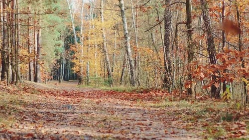 Leaves Falling From Trees in Autumn Forest