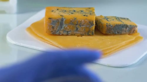 Examen professionnel du degré de moulage du fromage par loupe, contrôle de la qualité