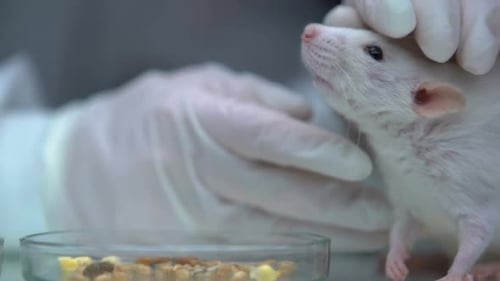 White Rat Gently Handled in Laboratory