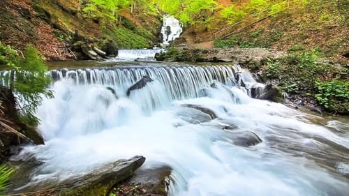 Water Falls Over Rocks Through the Dense Fern Undergrowth of a Carpathian Forest.