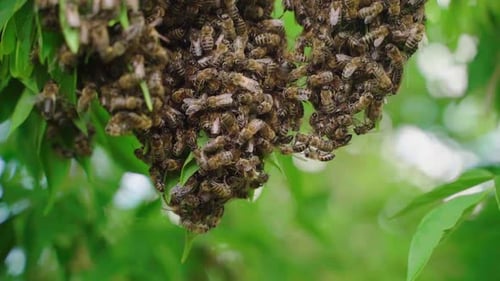 Swarm of Bees Clustered Together on Branch