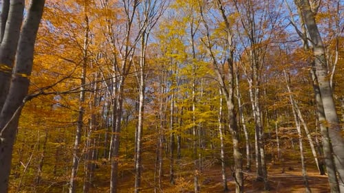 Maneuverable Flight Between Trees Close to Branches in a Fabulous Autumn Forest