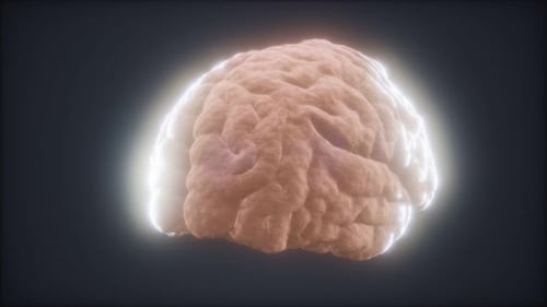 Loop Rotating Human Brain Animation