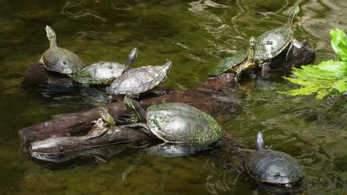 Meeresschildkröten schwimmen in der Cenote in Mexiko