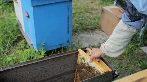 Bienenstöcke im Gartenbienenhaus