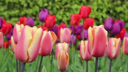 Pink And Red Flowers