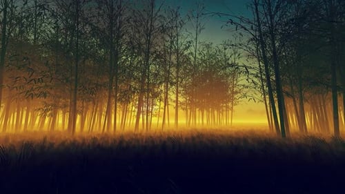 Forêt de bambous au coucher