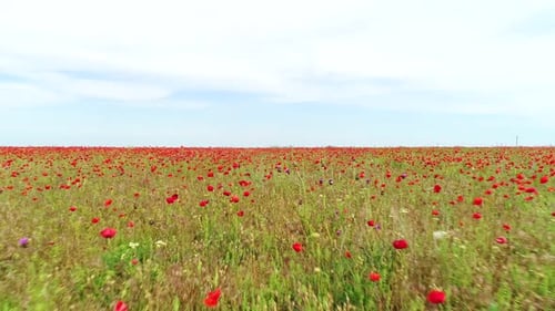 Endless Poppy Field