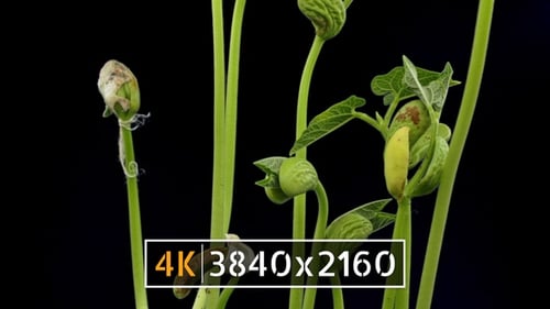 Plant Growing (4K)