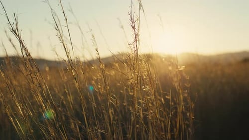 Golden Field of Grass at Sunrise