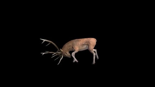Hirsch - Hirsch