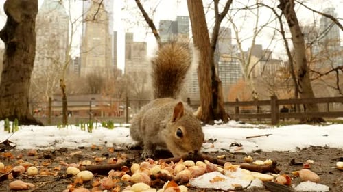 Squirrel Eating Nuts