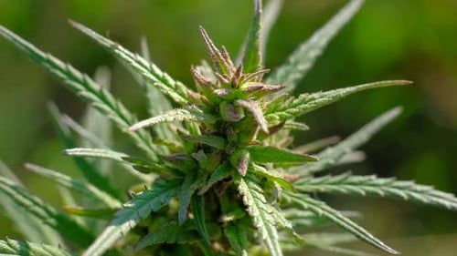 Im Wind schwingendes Landwirtschaftskonzept für medizinische Marihuana-Plantagen