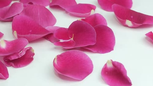 Rose Petals