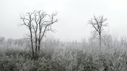 Forêt en hiver