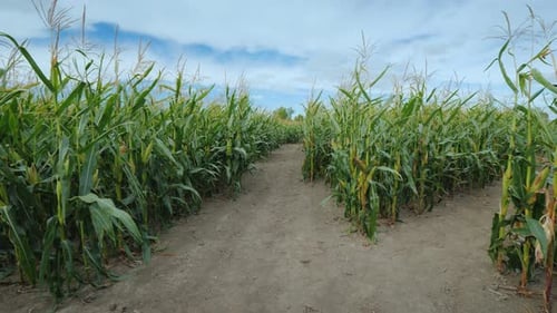 Walking Through the Corn Tunnel in the Corn Maze, First-person View