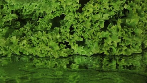 Close Up of Fresh Green Lettuce Head