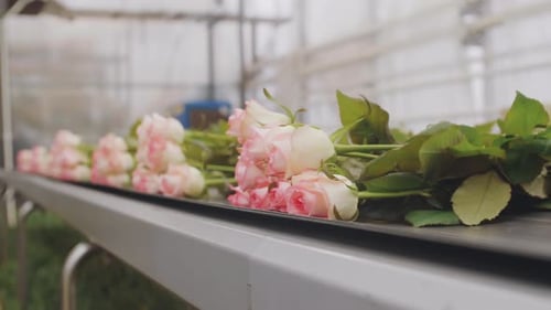 Pink Roses Moving on Conveyor Belt in Greenhouse