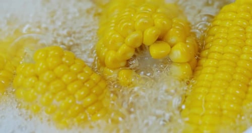 Boiling Yellow Corn on the Cob Close Up