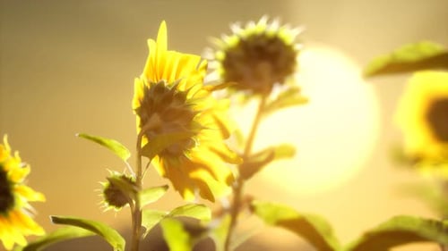 Golden Sunflowers Swaying Gently in a Sunny Field Bokeh