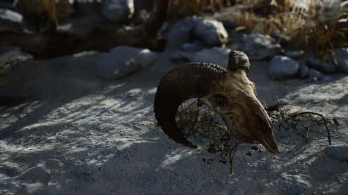 Skull of a Dead Ram in the Desert