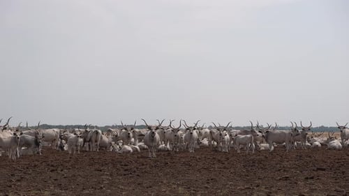 Cow Herd 82