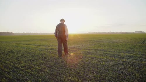 Senior Farmer Walks on Evening Field with Corn Stalks in Hands