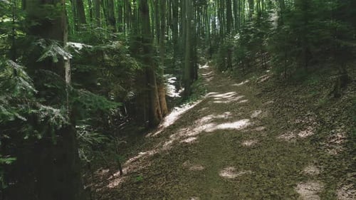 Aerial View of a Path Between Green Trees in a Wild Forest Illuminated By Shining Beams