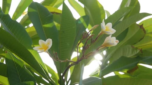 Tropical Plant with Flowers on a Sunny Day