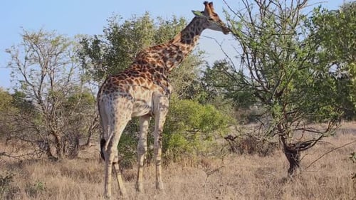 Giraffe zuckt beim Grasen mit dem Schwanz