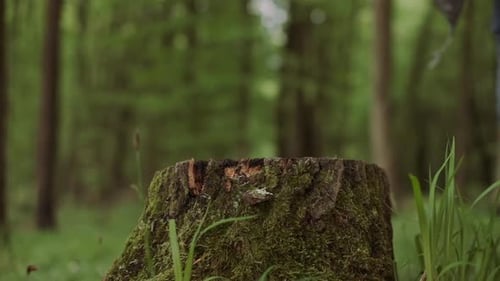 Close-up Of Working with Big Ax in Wild Deciduous Forest.