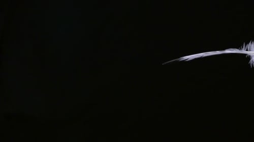 White Feather Moving Slowly Across Black Background