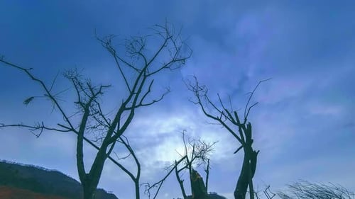 Laps de temps de l'arbre de la mort et de l'herbe jaune sèche dans un paysage montagneux avec nuages et rayons de soleil