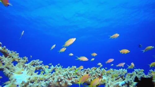 Underwater Scene Blue Sea