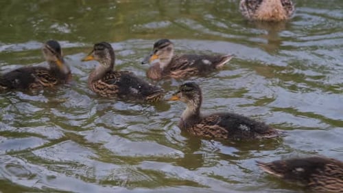 Nahaufnahme junger Wildenten, die im Wasser schwimmen