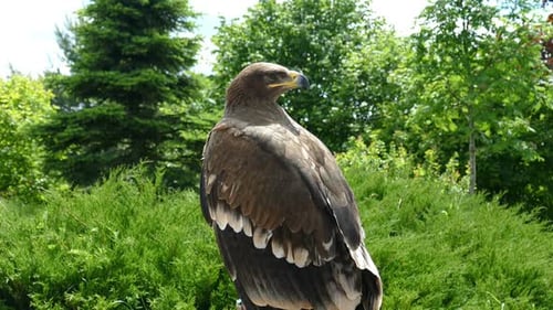 Eagle inspects the surrounding forest