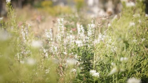 Gros plan de fleurs blanches en fleurs