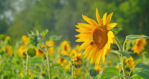 Bumblebee Pollinate Collecting Nectar on Yellow Sunflower Close Up