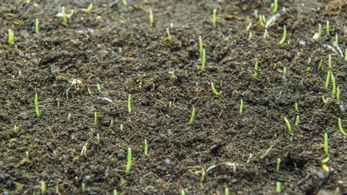 Growing green grass plant time lapse