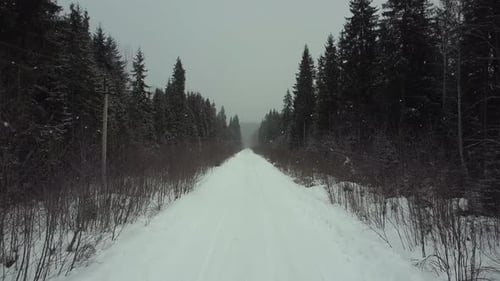 Aerial View Forest Winter