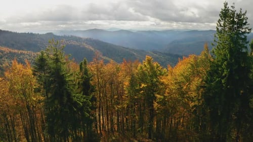 Beautiful Autmn Forest Shining at Sunset, Flying Above Colorful Mountain Flora