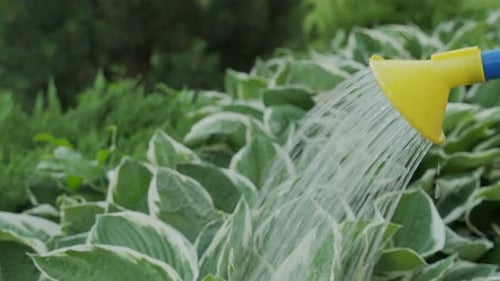 Watering Plants in the Garden with Water From a Watering Can