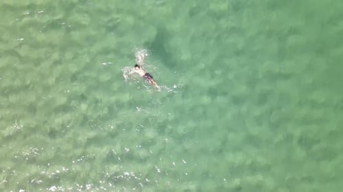 Swimming Sea Ocean Aerial Drone View