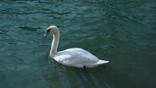Eleganter großer Schwan mit weißen Federn ruht auf azurblauem Wasser